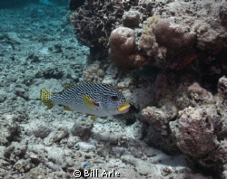 Sweetlips.  Coral Sea.  Canon G-10, Ikelite housing, stro... by Bill Arle 